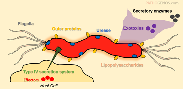 Virulence factors