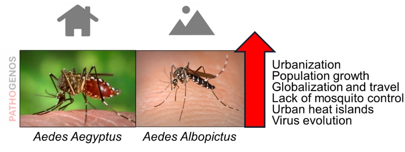 Key factors driving increasing dengue vector spread.