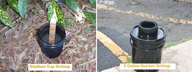 Example of an ovitrap, a trap designed to collect mosquito eggs. Source: Flickr