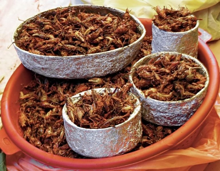 A basket of Chapulines (roasted crickets) in Tepoztlán, Mexico. Source: Meutia Chaerani, Wikimedia Commons.