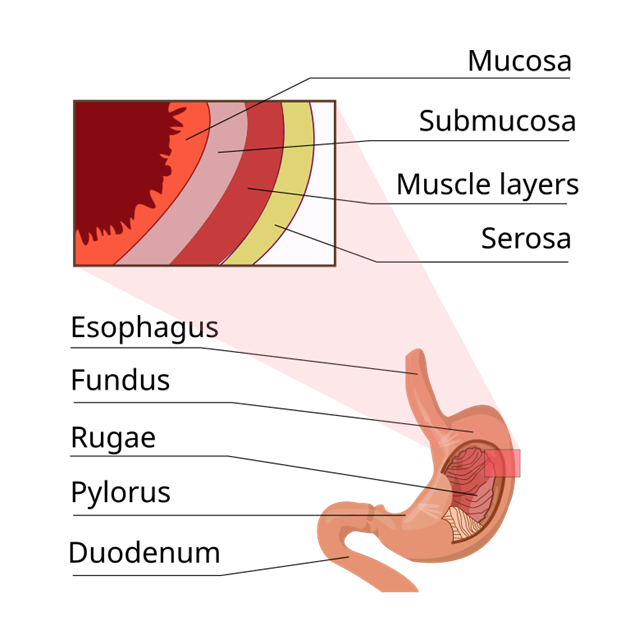 Figure 3. Human stomach. Source: Wikimedia Commons. Author: Hariadhi.