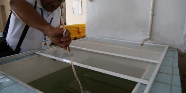 dengue collection in the community