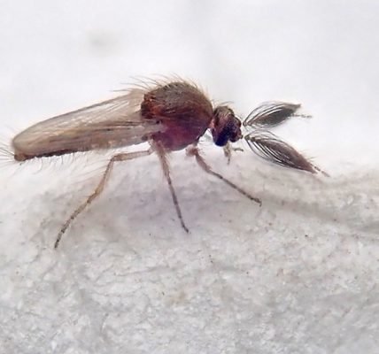 Figure 3. Image of a biting midge. Source: Ian Jacobs via Flickr.