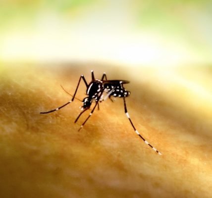 Figure 4. Bite by an Aedes mosquito. Source: NIAID via Flickr.