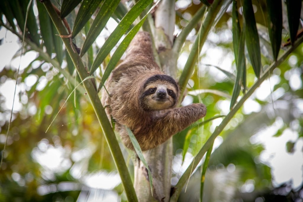 Sloth in Puerto Viejo, Costa Rica. Oropouche fever is known as the “sloth fever”. Source: Steven Zwerink via Flickr.