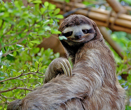 Three toed sloth at the Dallas World Aquarium. OROV is commonly known as “sloth fever”. Source: Sergiodelgado via Wikimedia Commons.