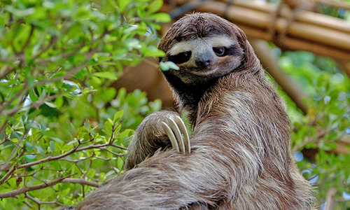 Three toed sloth at the Dallas World Aquarium. OROV is commonly known as “sloth fever”. Source: Sergiodelgado via Wikimedia Commons.
