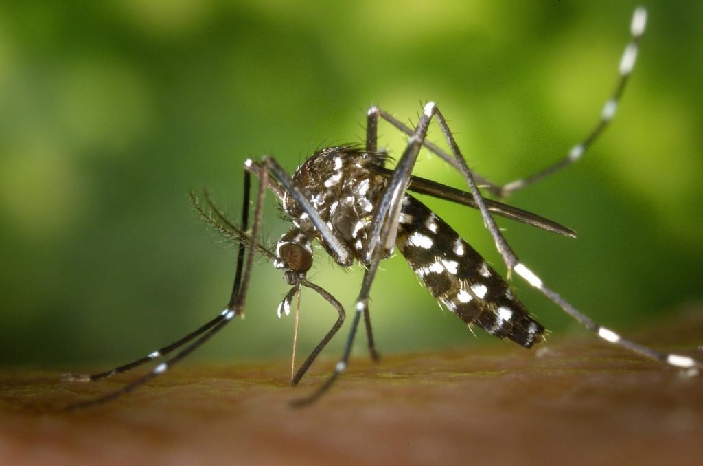 Figure 2. Aedes aegypti mosquito. Source: Pixabay via Pexels.