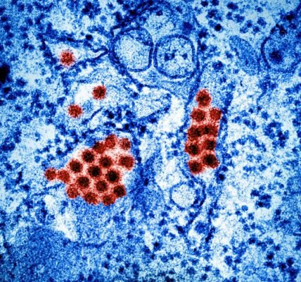 dengue virus particles