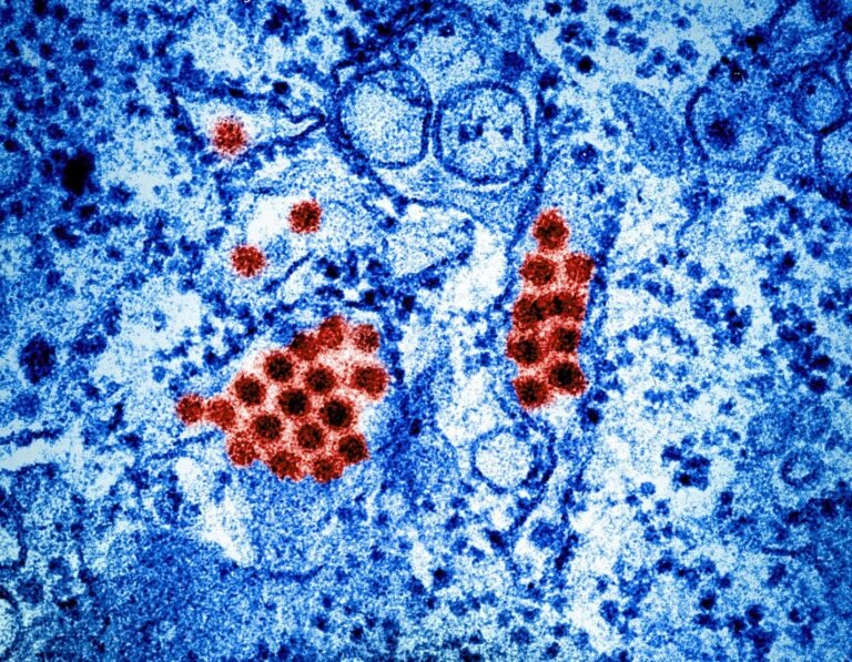 dengue virus particles