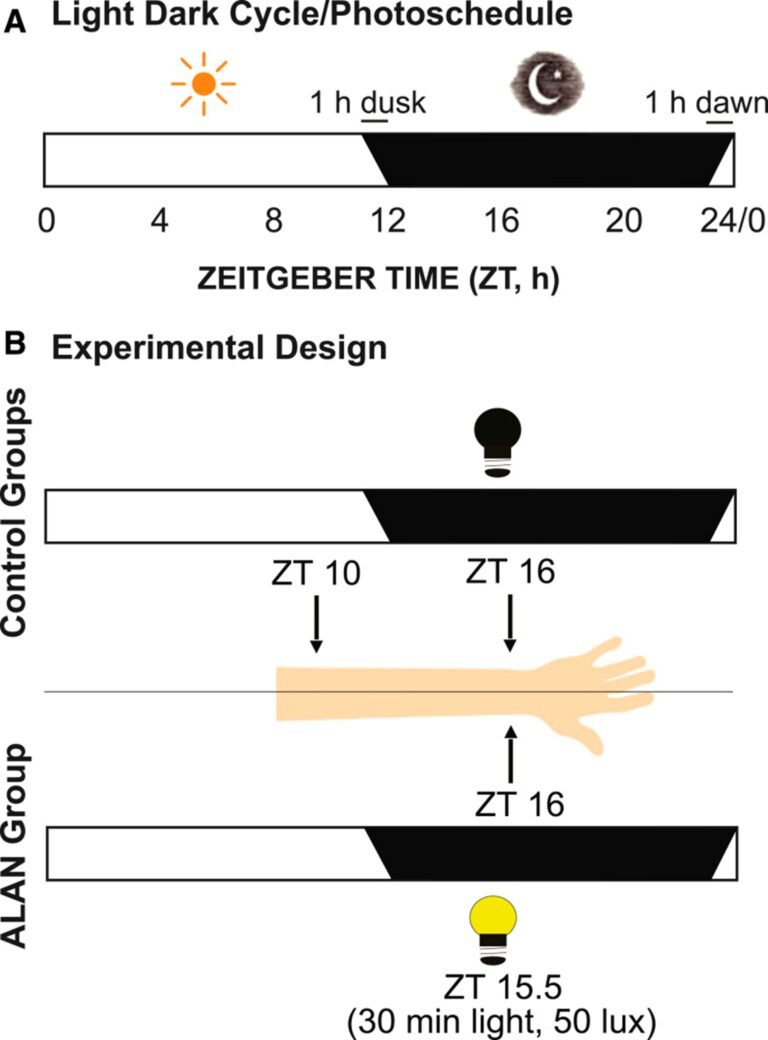 Figure 1 from Rund et al paper