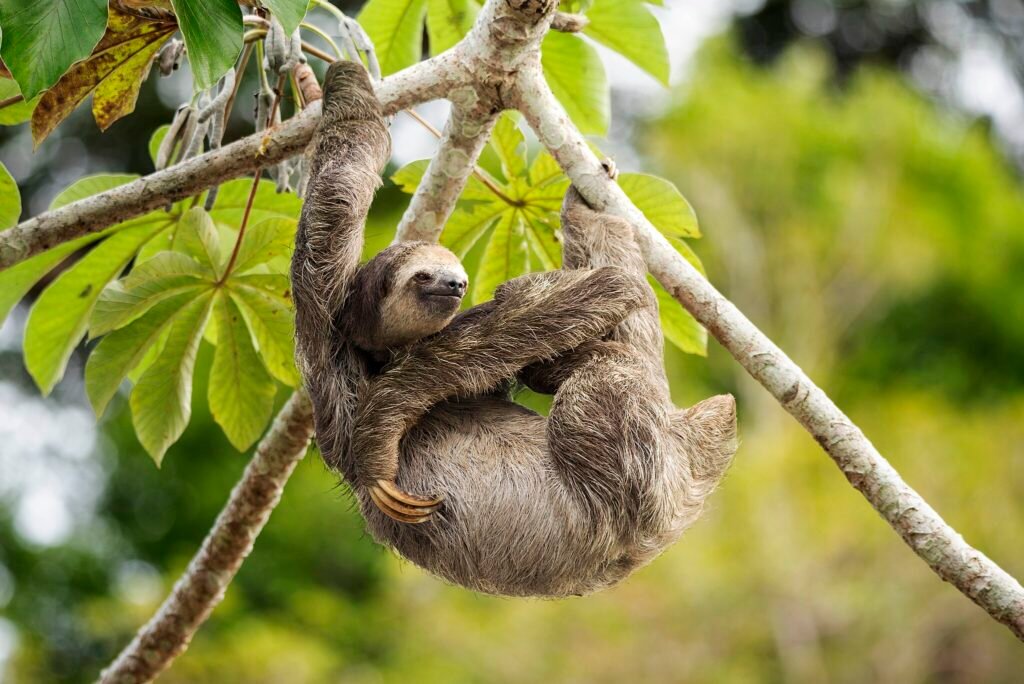 sloth image