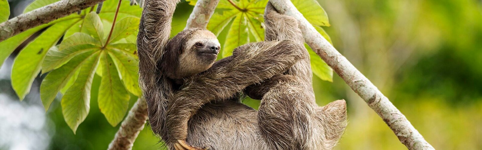 sloth image
