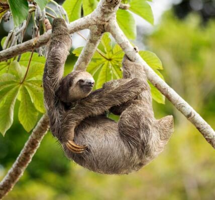 sloth image