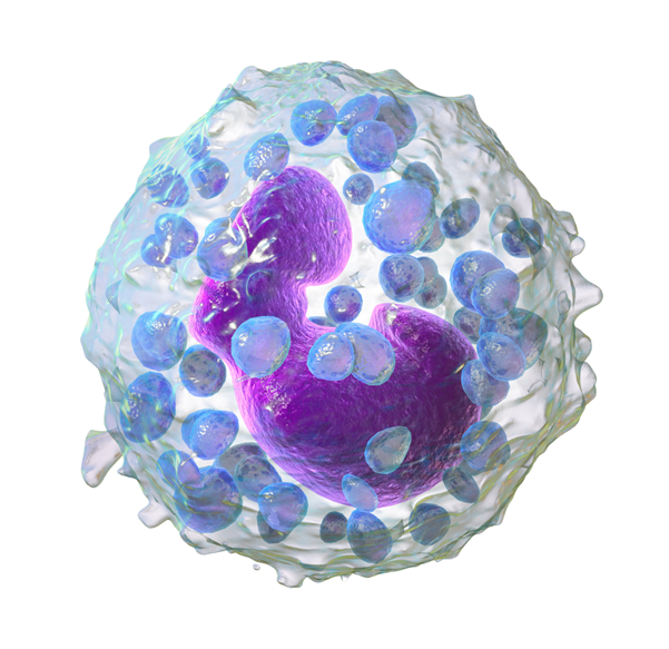 basophil cell