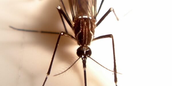 aedes aegypti mosquito