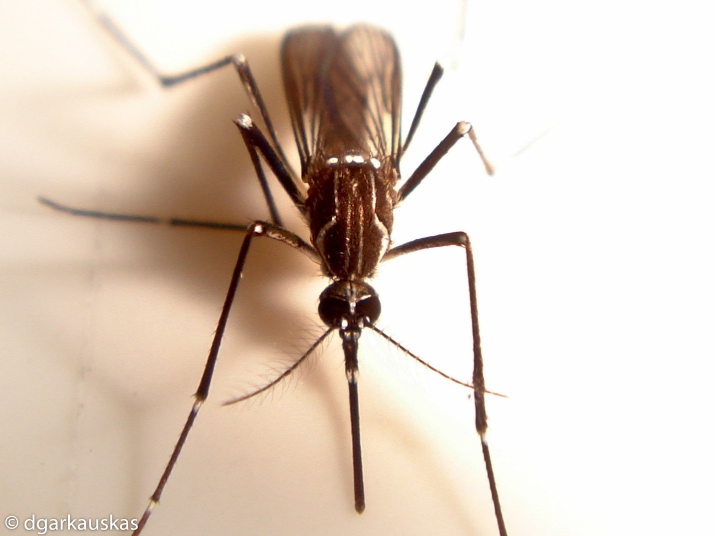 aedes aegypti mosquito