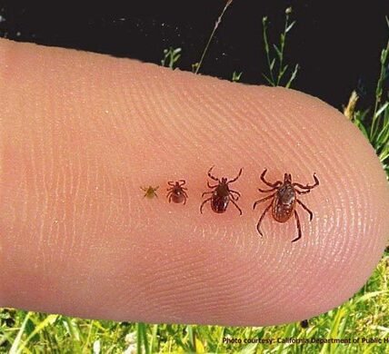 ticks