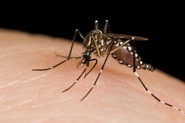 aedes aegypti mosquito