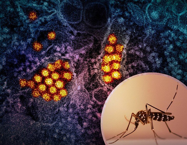 Dengue virus and Aedes mosquito