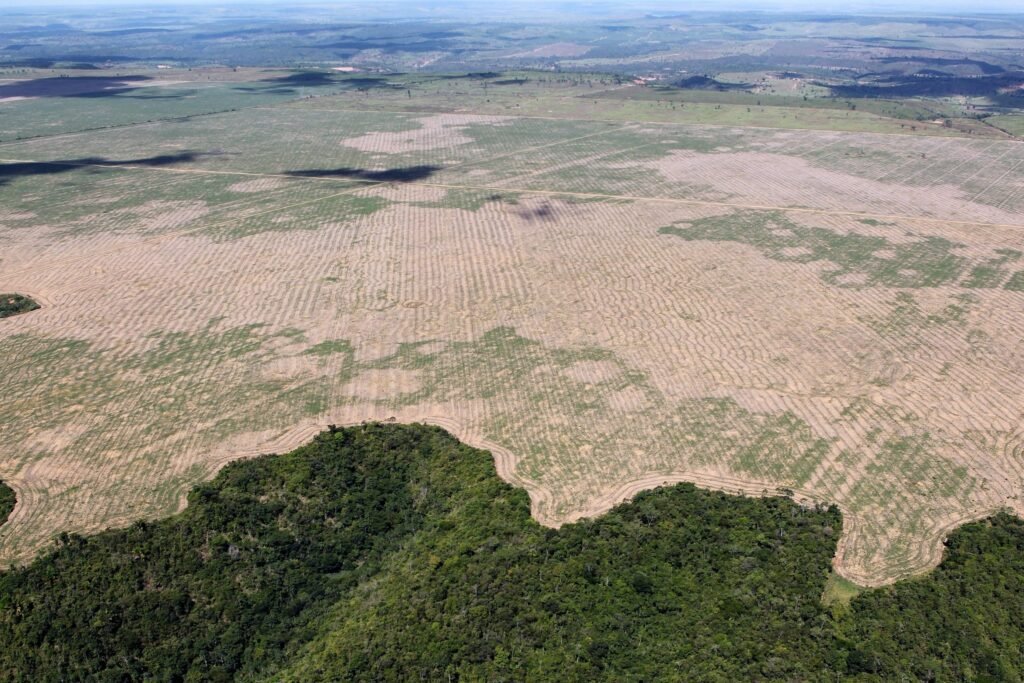 brazil deforestation