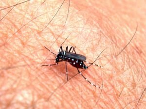aedes aegypti mosquito