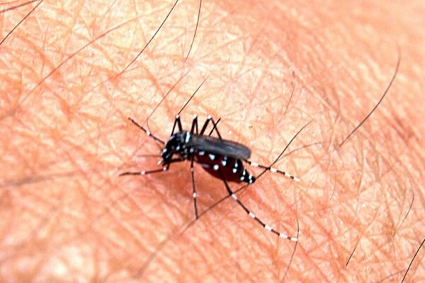 aedes aegypti mosquito