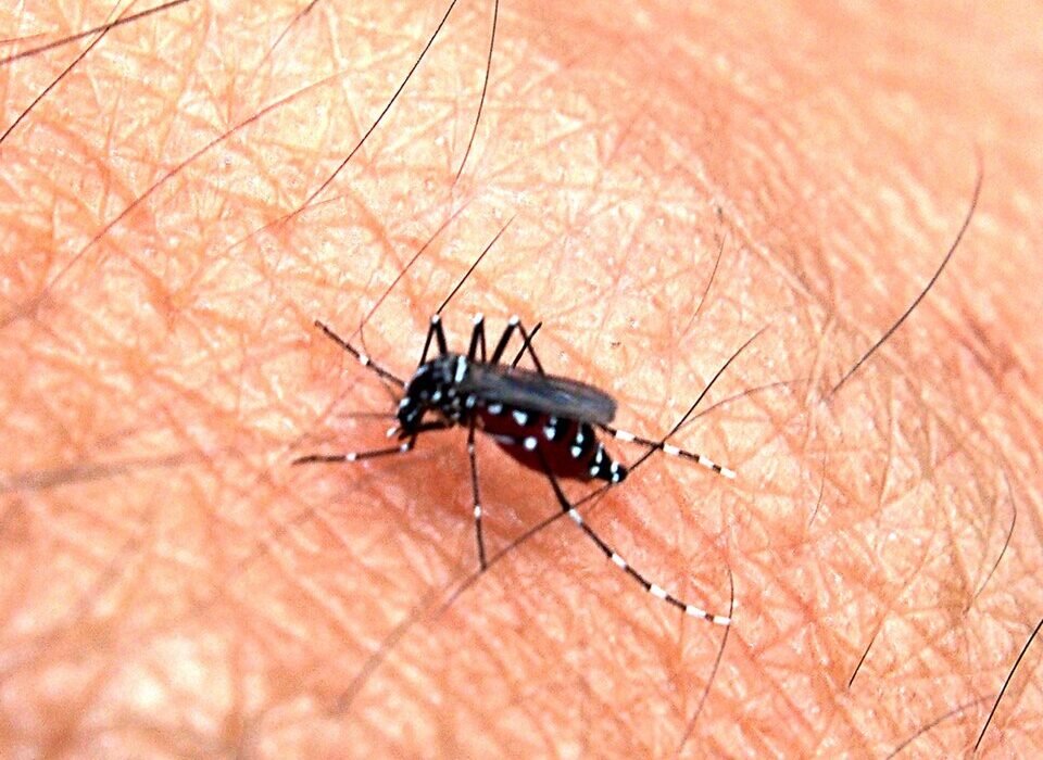 aedes aegypti mosquito