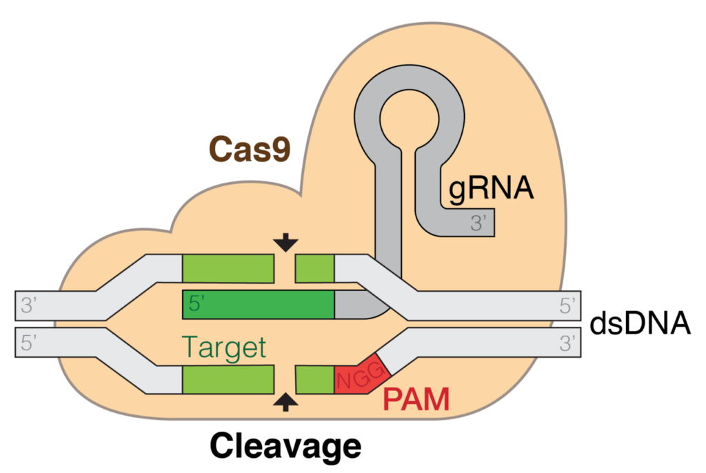 CRISPR explanation