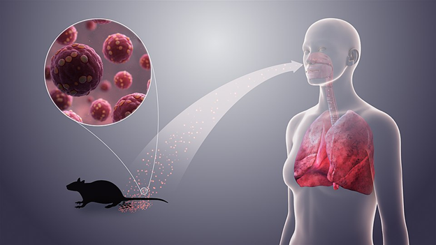hantavirus rodent transmission