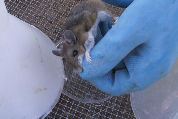 field mice infected with hantavirus