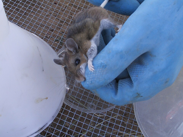 field mice infected with hantavirus