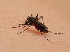 dengue mosquito