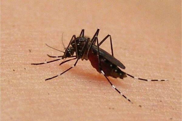 dengue mosquito