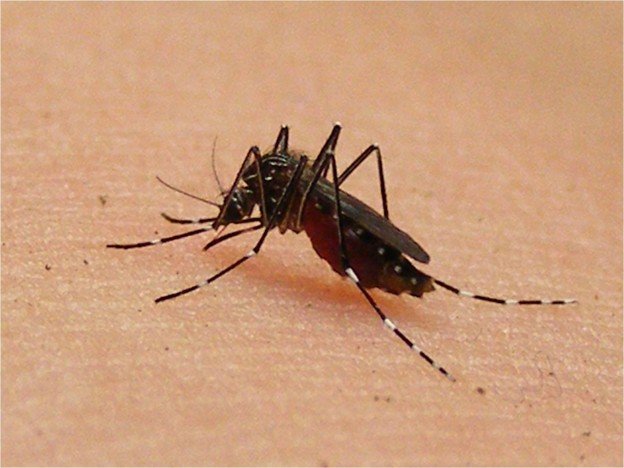 dengue mosquito