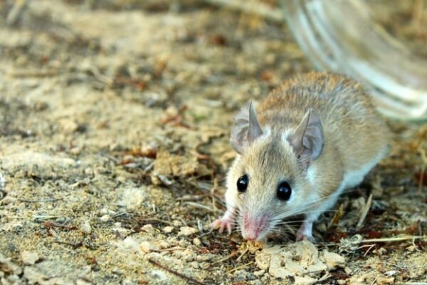 picture of a rodent
