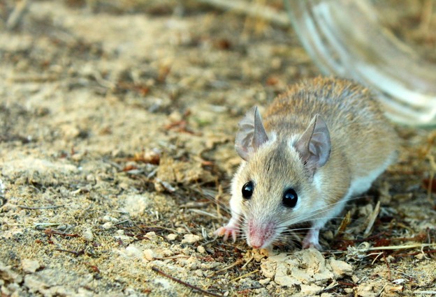 picture of a rodent
