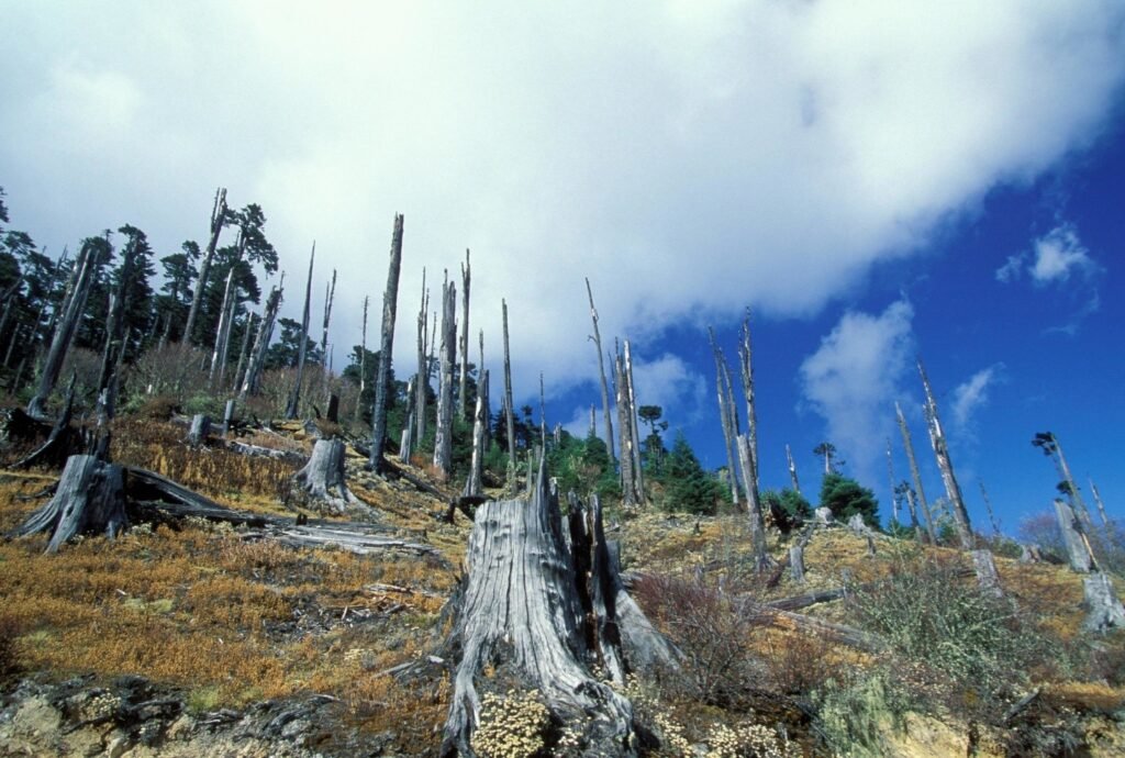 deforestation