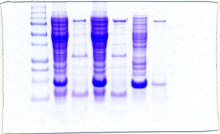 SDS PAGE gel