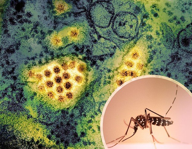 dengue virus inside the aedes mosquito
