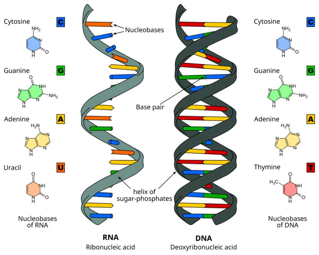 difference between DNA and RNA