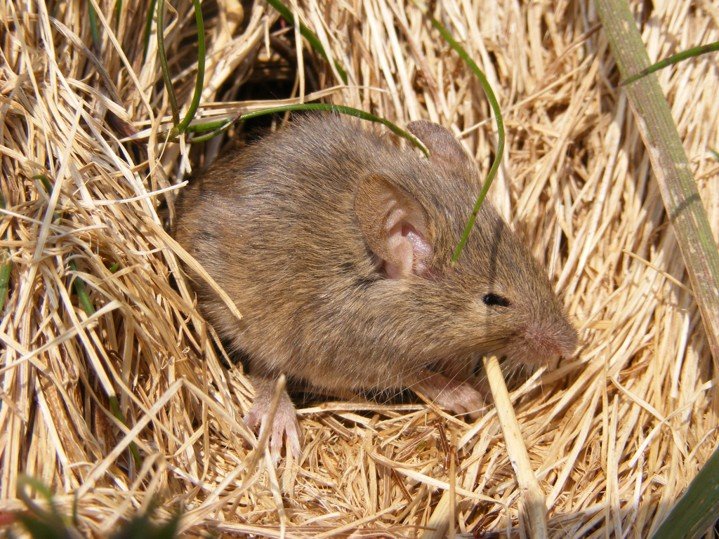 rodent picture